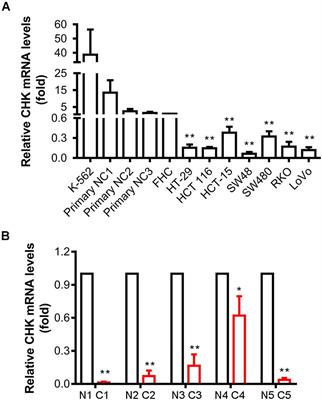 CHK Methylation Is Elevated in Colon Cancer Cells and Contributes to the Oncogenic Properties